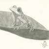 Jungle Frog - Pencil Drawings - By Sarah Ebner, Animals Drawing Artist