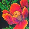 Jazzy Poppy - Silk Painting Paintings - By Ursula Schroter, Dyes And Paints On Silk Painting Artist