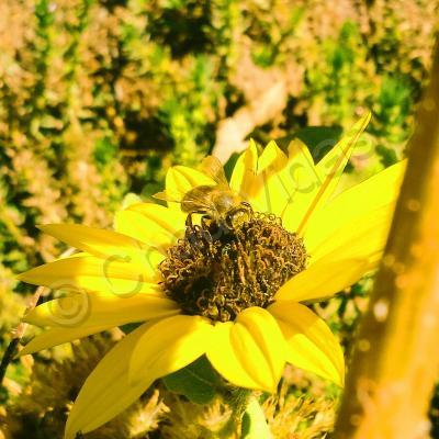 Chads Outdoors - Busy Bee - Digital