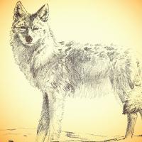 Chads Outdoors - Wiley Coyote - Digital