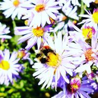 Busy Bee - Digital Photography - By Chad Vidas, Photography Photography Artist