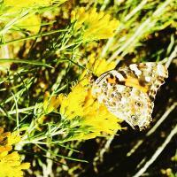 Beautiful Butterfly - Digital Photography - By Chad Vidas, Photography Photography Artist