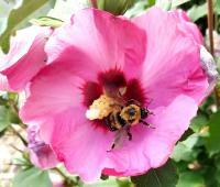 Busy Bee - Digital Photography - By Chad Vidas, Photography Photography Artist