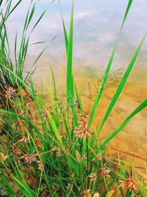 Chads Outdoors - Cat Tails - Digital