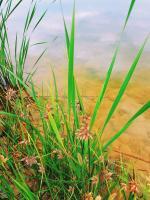 Cat Tails - Digital Photography - By Chad Vidas, Photography Photography Artist