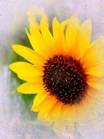 Frosty - Digital Photography - By Chad Vidas, Photography Photography Artist