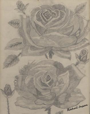 Sketches - Roses - Pencil  Paper