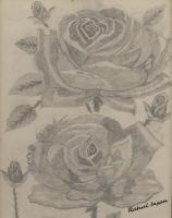 Roses - Pencil  Paper Drawings - By Rahul Insan, Black And White Drawing Artist