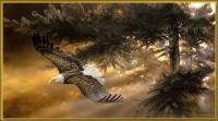 Freedom - Acrylics Paintings - By Duane Geisness, Wildlife Painting Artist