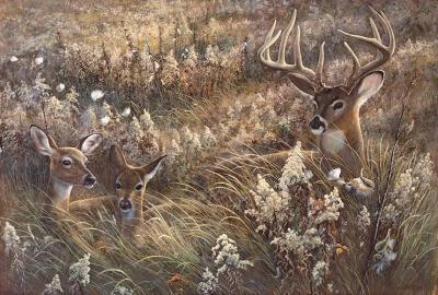 Wildlife - A Peaceful Place - Acrylics