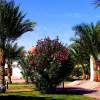 Oleander - Digital Photography - By Colin Muller, Digital Photography Artist