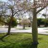 Blossoming Trees - Digital Photography - By Colin Muller, Digital Photography Artist
