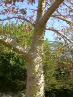 Egypt - Stacheliger Baum II - Digital