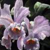 Orchidee - Acrylyc Paintings - By Geert Winkel, Realistic Painting Artist