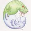 Vegetal - Ink And Colored Pencil Drawings - By Evan Lister, Surreal Drawing Artist