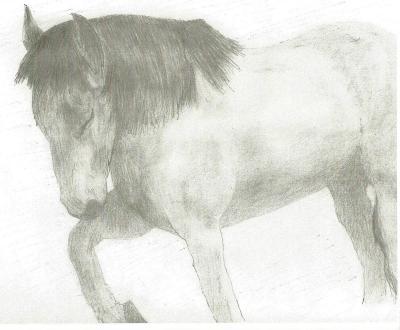 Animals - Horse Counting - Pencil