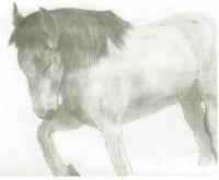 Animals - Horse Counting - Pencil