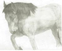 Horse Counting - Pencil Drawings - By Paul Sullivan, Traditional Drawing Artist
