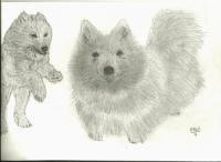 Animals - Puppies Playing - Pencil