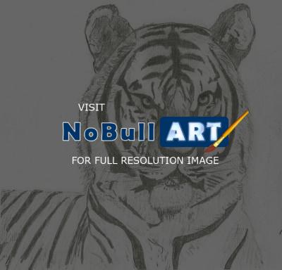 Animals - Tiger 2 - Pencil