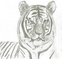 Animals - Tiger 2 - Pencil