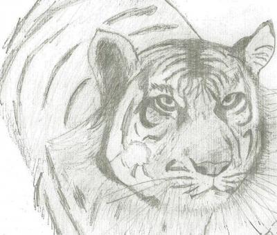 Animals - Tiger 3 - Pencil