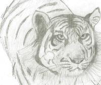 Tiger 3 - Pencil Drawings - By Paul Sullivan, Traditional Drawing Artist