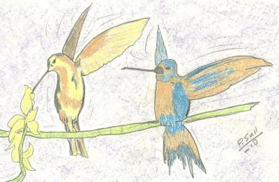 Animals - Hummingbirds - Pencil