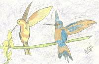 Hummingbirds - Pencil Drawings - By Paul Sullivan, Traditional Drawing Artist