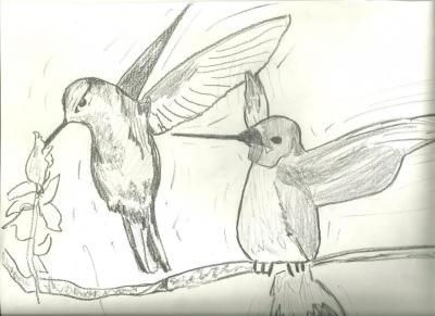 Animals - Hummingbirds - Pencil