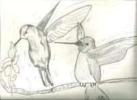 Hummingbirds - Pencil Drawings - By Paul Sullivan, Traditional Drawing Artist