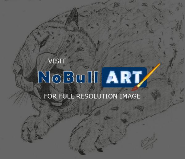 Animals - Snow Leopard - Pencil