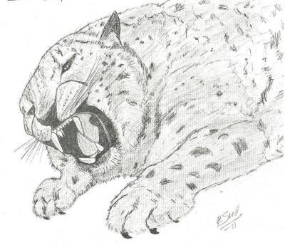 Animals - Snow Leopard - Pencil