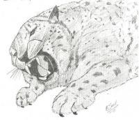 Snow Leopard - Pencil Drawings - By Paul Sullivan, Traditional Drawing Artist