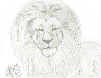 Lion - Pencil Drawings - By Paul Sullivan, Traditional Drawing Artist