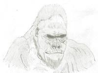 Animals - Gorilla - Pencil
