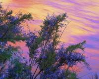 Sun Rise Reflections - Photography Mixed Media - By Dean Uhlinger, Photorealism Mixed Media Artist
