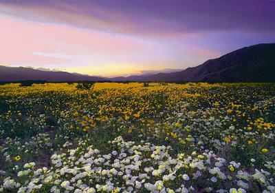 Western Exposures Gallery - Borrego Spring - Photography