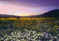 Western Exposures Gallery - Borrego Spring - Photography