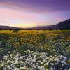 Borrego Spring - Photography Mixed Media - By Dean Uhlinger, Surrealism Mixed Media Artist