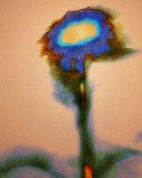 Dune Flower - Photography Mixed Media - By Dean Uhlinger, Surrealism Mixed Media Artist