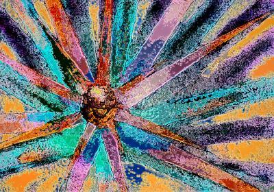 Santa Fe Style - Succulent Spectrum - Photography