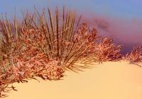 Coral Dune - Photography Mixed Media - By Dean Uhlinger, Surrealism Mixed Media Artist