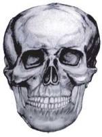 Drawings - Skullnod - Pencil