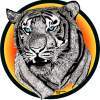 Tigernod - Pen  Ink Drawings - By Kevin Nodland, Expressionismrealism Drawing Artist