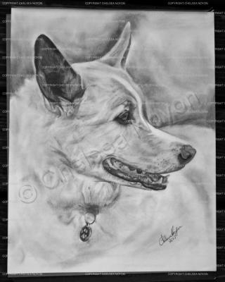 Pencil - Dog - Pencil  Bristol Board