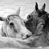 Mutual Devotion - Pencil  Bristol Board Drawings - By Chelsea Noyon, Realistic Drawing Artist