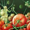 Delicious Tomato - Oil On Canvas Paintings - By Henk Bloemhof, Surrealism Painting Artist