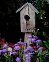 Birdhouse And Flowers - Digital Photography - By Judith B Adams, Nature Photography Artist