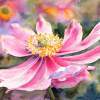 Pink Anemone - Watercolor Paintings - By Ruth Harris, Realism Painting Artist